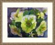 Hellebore (inramad) - Image 6