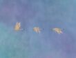 Soft blue crossing - Image 2