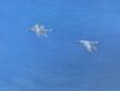 Seabreeze in june - painting - Image 5