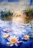 Water Lilies