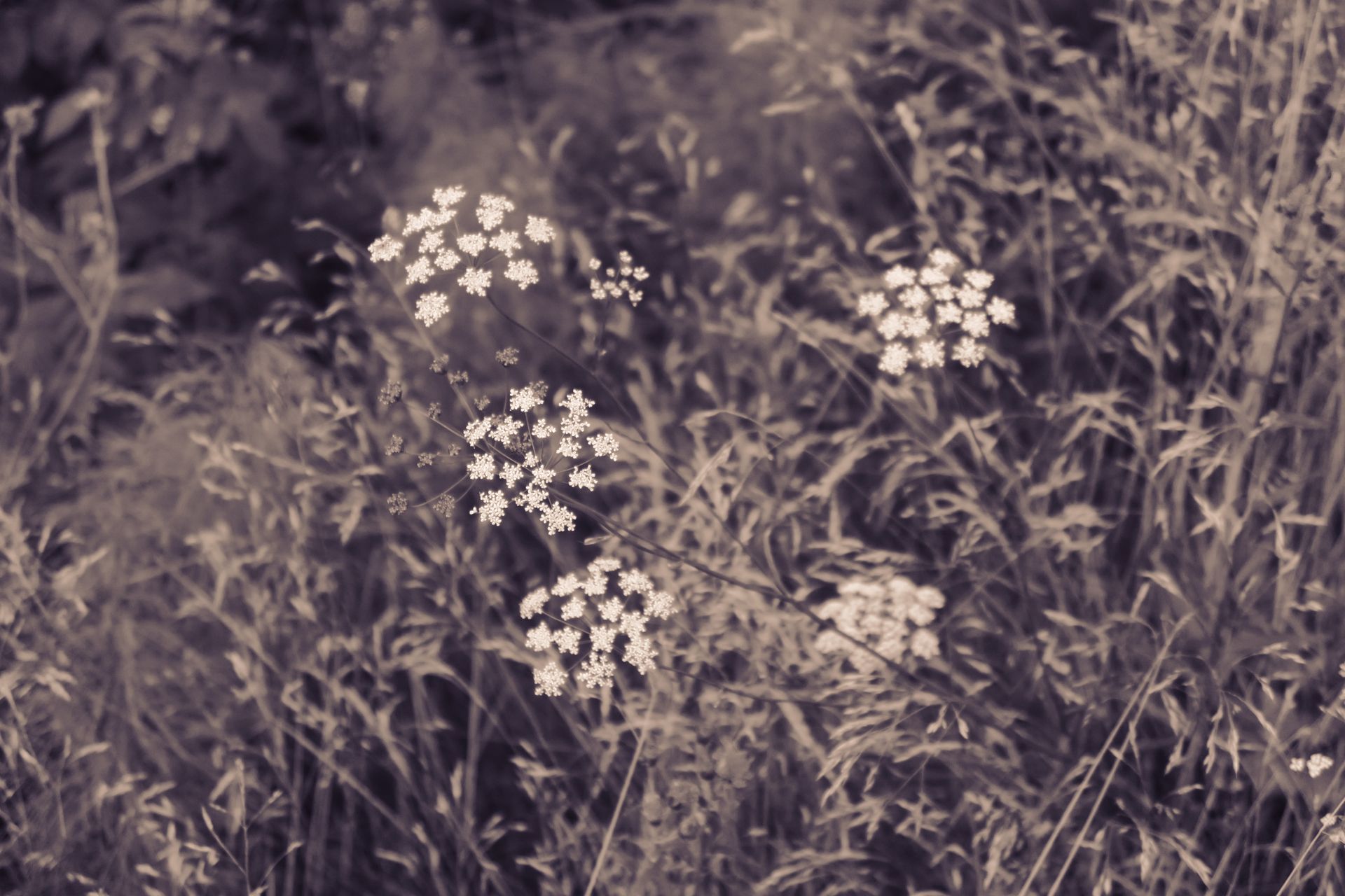 Foto_024 Sommarens flor | Wildflower Drift - Image 1