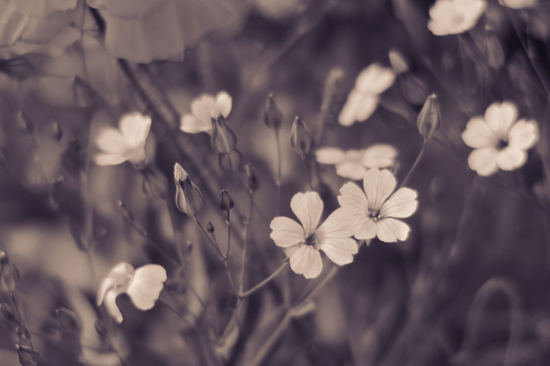 Foto_026 Ängsnejlika | Meadow Carnation - Image 1