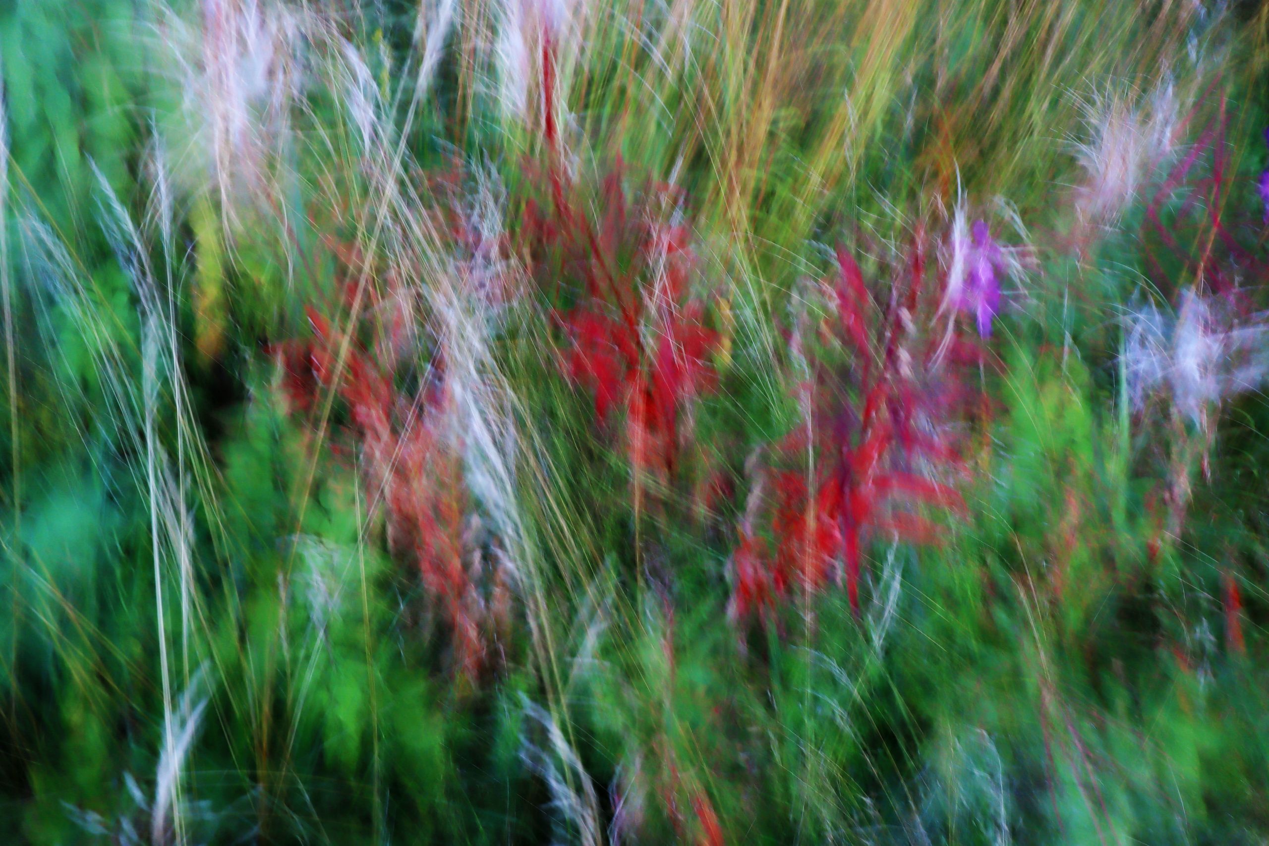 Foto_009 Eko av sommaren I | Echo of Summer I - Image 1